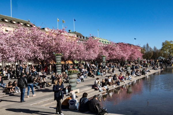 Stockholm Spring People Admiring The Annual Cherry Blossoms In The Kungstradgarden Park (Editorial Use Only) (1)